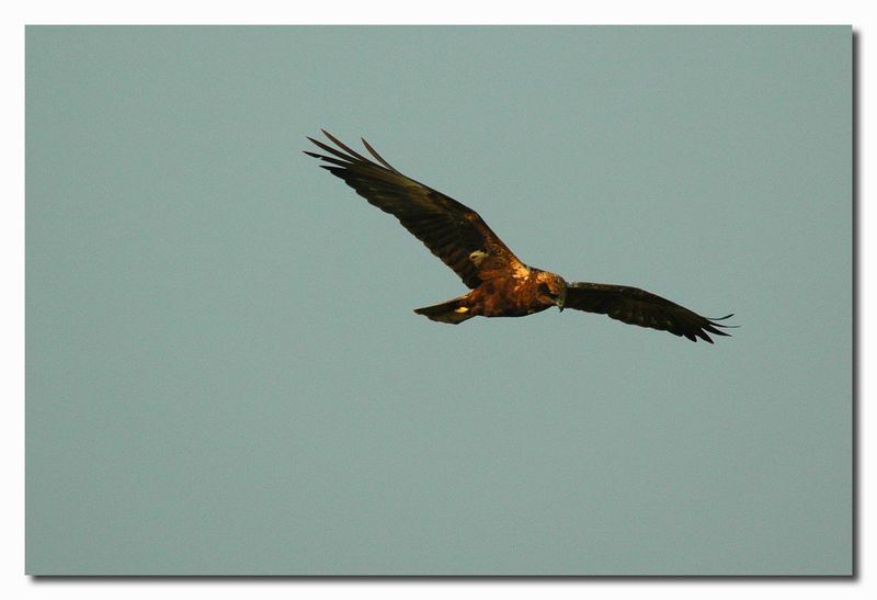 Falco di palude - Circus aruginosus